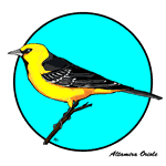 An Altamira Oriole perched on a branch.