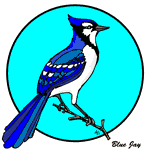 A Blue Jay perched on a branch.